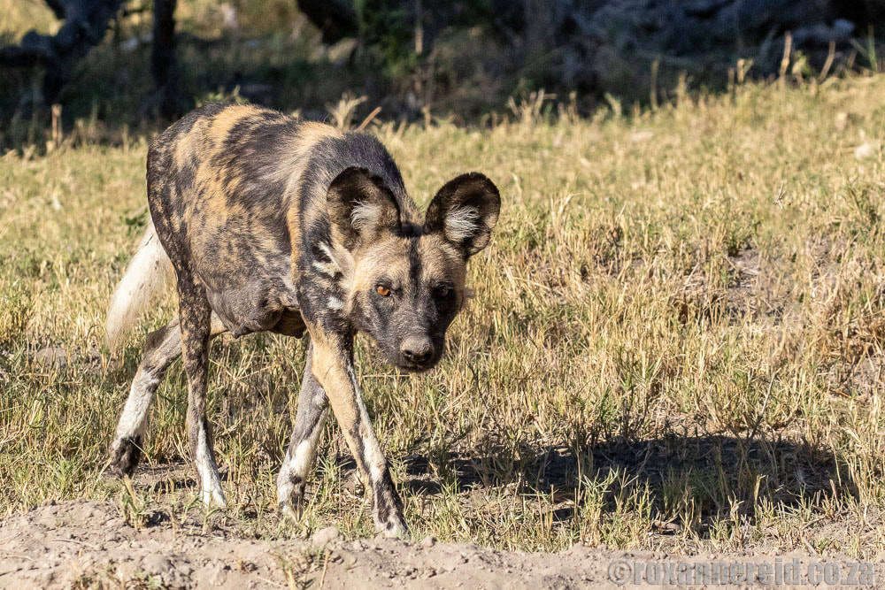 Alpha female wild dog, Duba Plains Concession, Okavango
