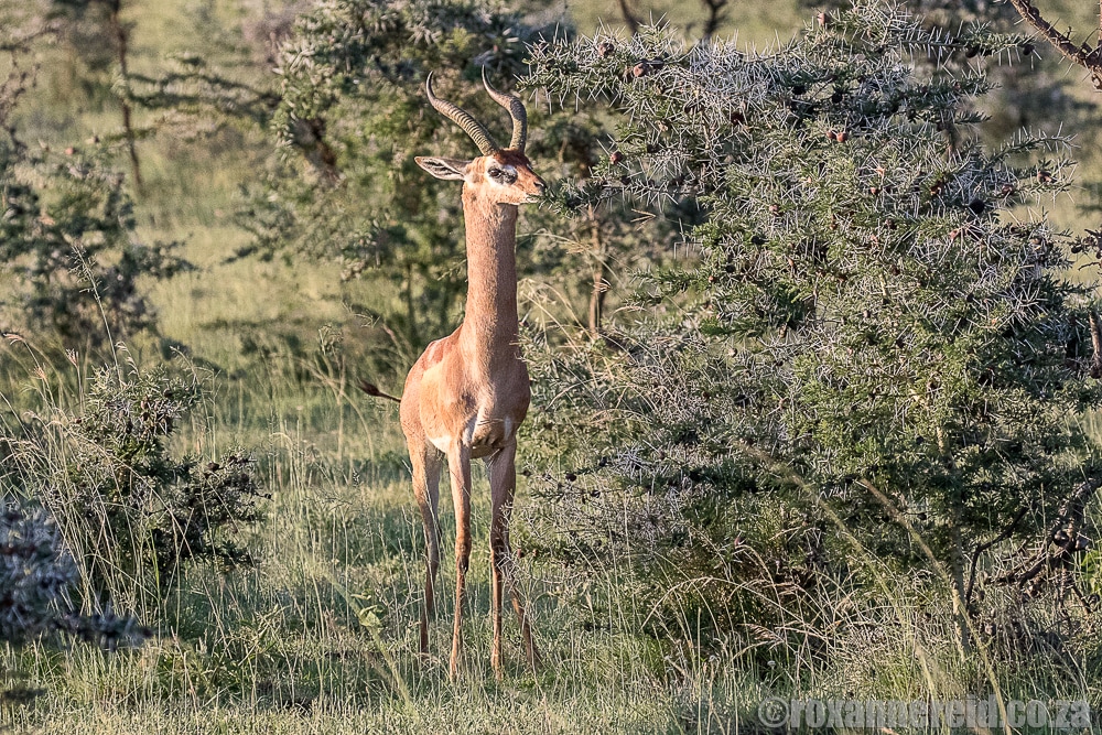 Gerenuk, Chyulu Hills, Kenya