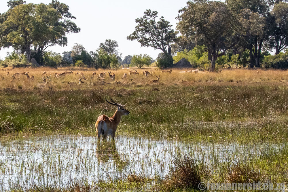 Water and antelope at Duba Plains Concession, Okavango, Botswana