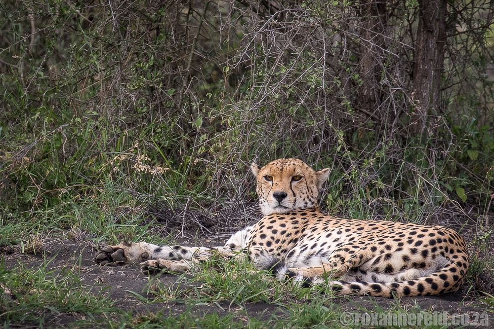Cheetah, Chyulu Hills, Kenya