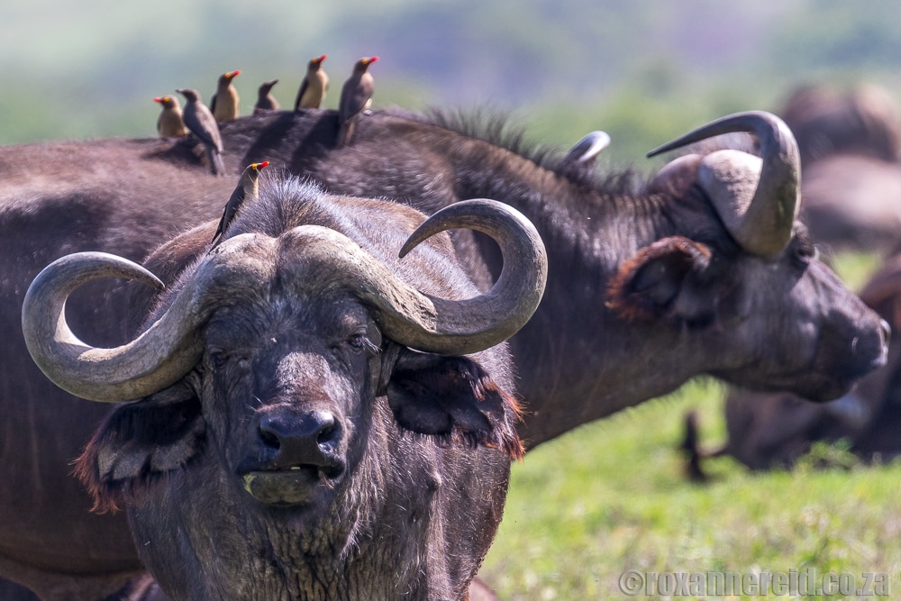 Buffalo, Kenya