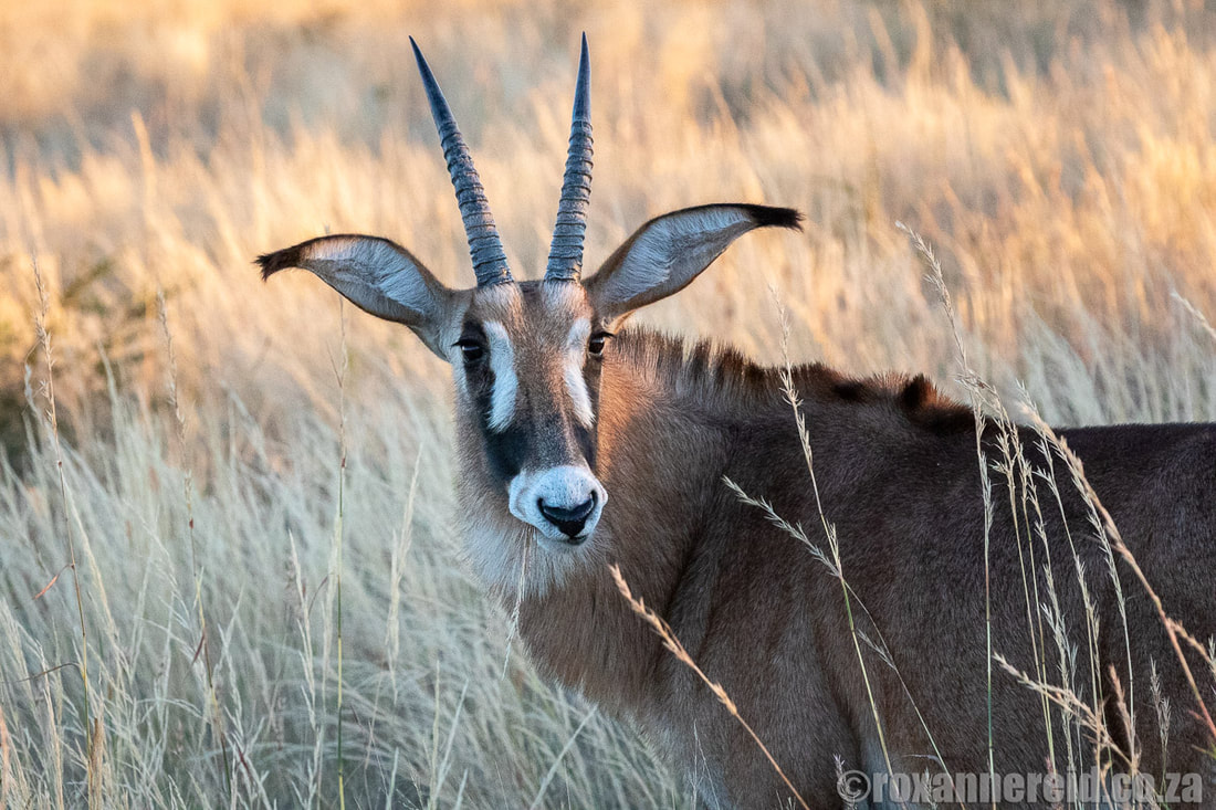 Roan antelope, Selinda Reserve