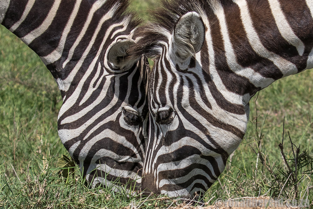 Zebras, Lake Nakuru National Park, Rift Valley, Kenya