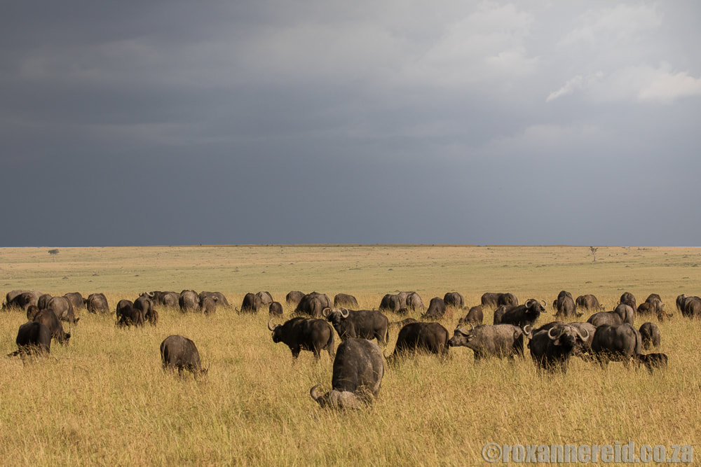 Buffalo, Little Governors Camp, Maasai Mara, Kenya