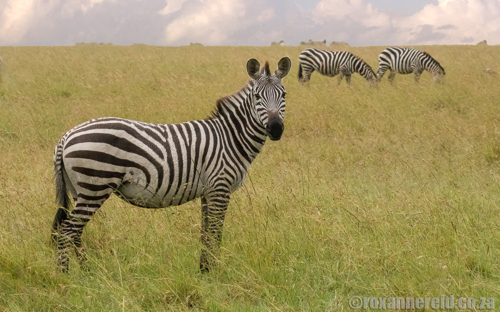 Zebra, Little Governors Camp, Maasai Mara, Kenya
