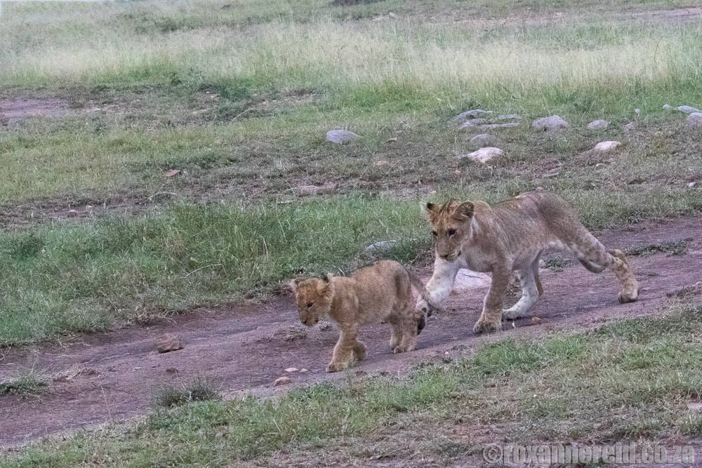 Lion cubs, Little Governors Camp, Maasai Mara, Kenya