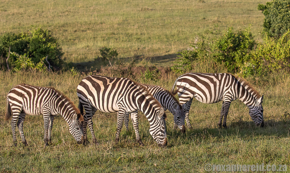 Zebras, Maasai Mara, wildlife in Kenya