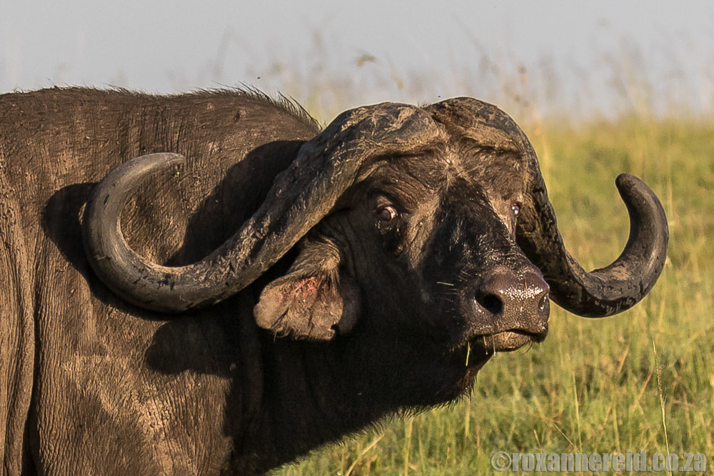 Buffalo, Maasai Mara, Kenya