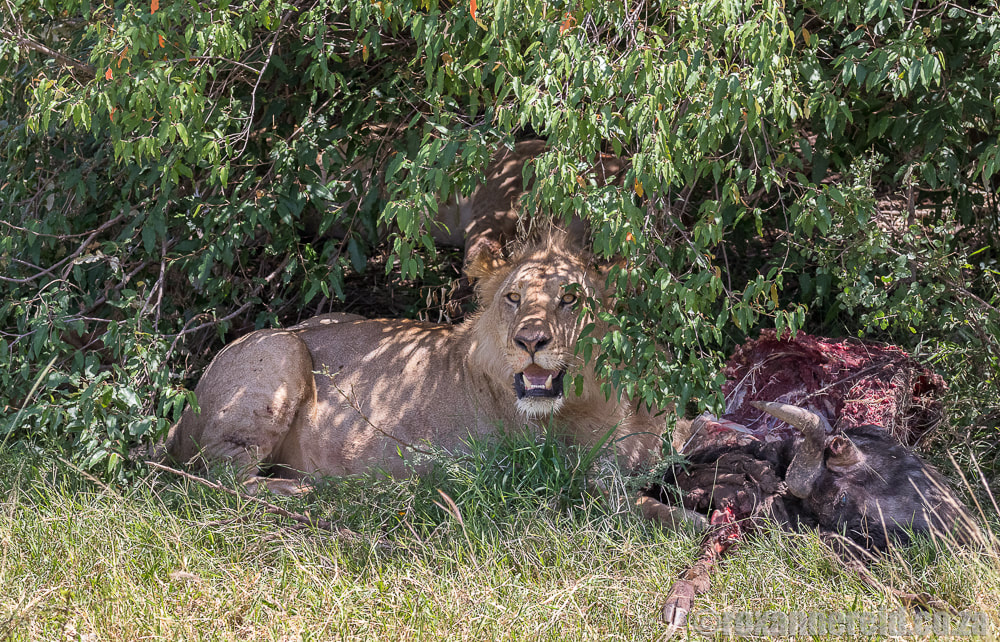 Lion, Mara Expedition Camp, Maasai Mara, Kenya