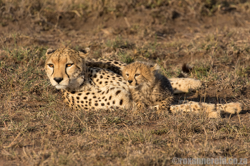 Cheetah, Mara Expedition Camp, Maasai Mara, Kenya