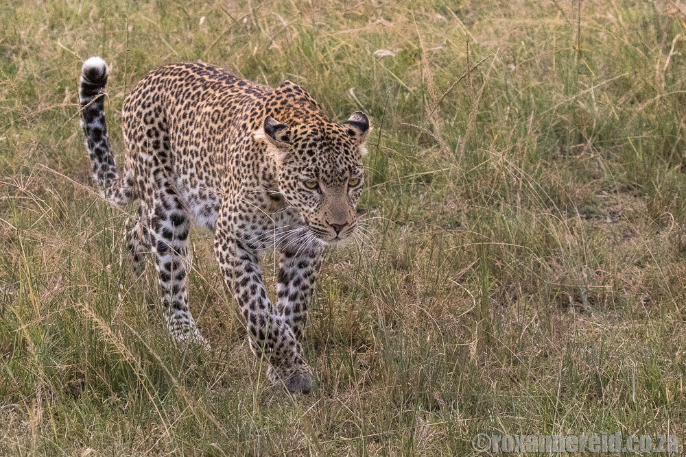 Leopard, Maasai Mara, wildlife in Kenya