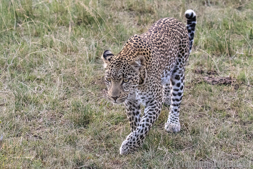 Leopard, Mara Expedition Camp, Maasai Mara, Kenya