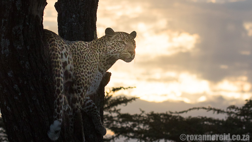Leopard, Mara Expedition Camp, Maasai Mara, Kenya