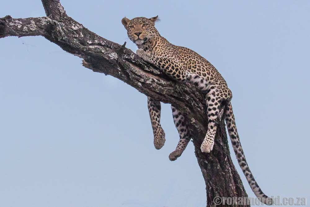 Leopard in Kenya's Maasai Mara
