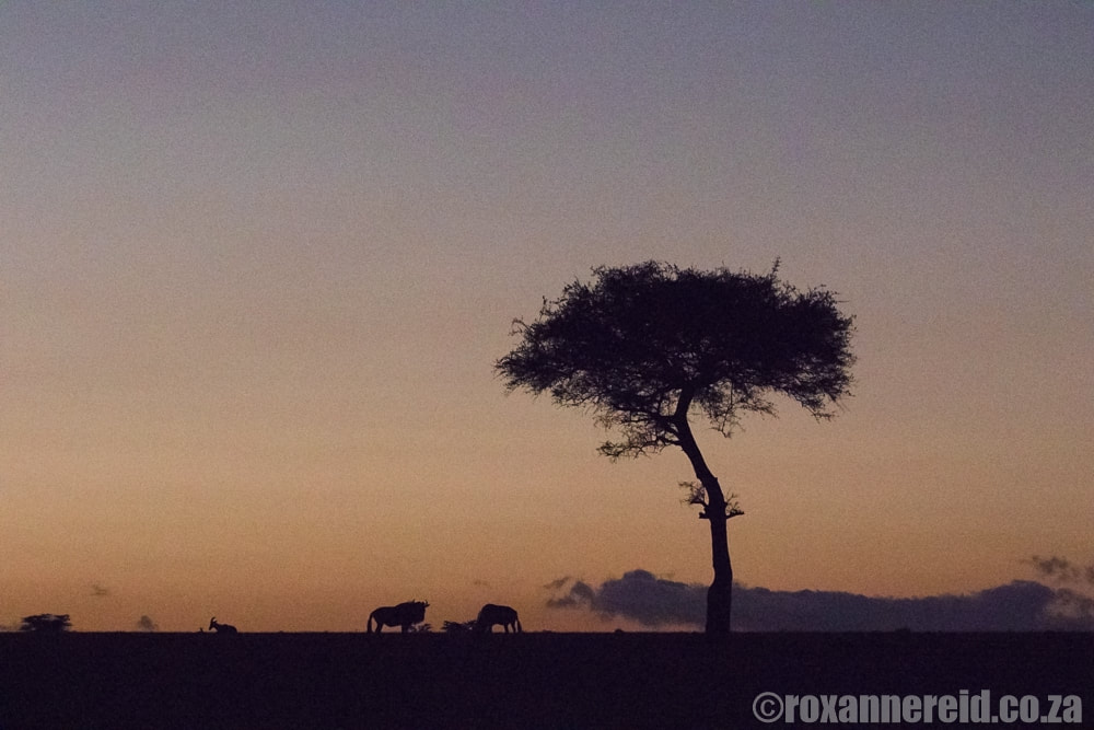 Sunset in the Maasai Mara, Kenya