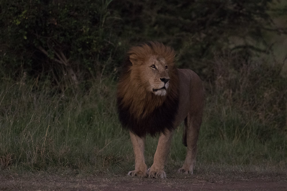 Lion, Maasai Mara, wildlife in Kenya