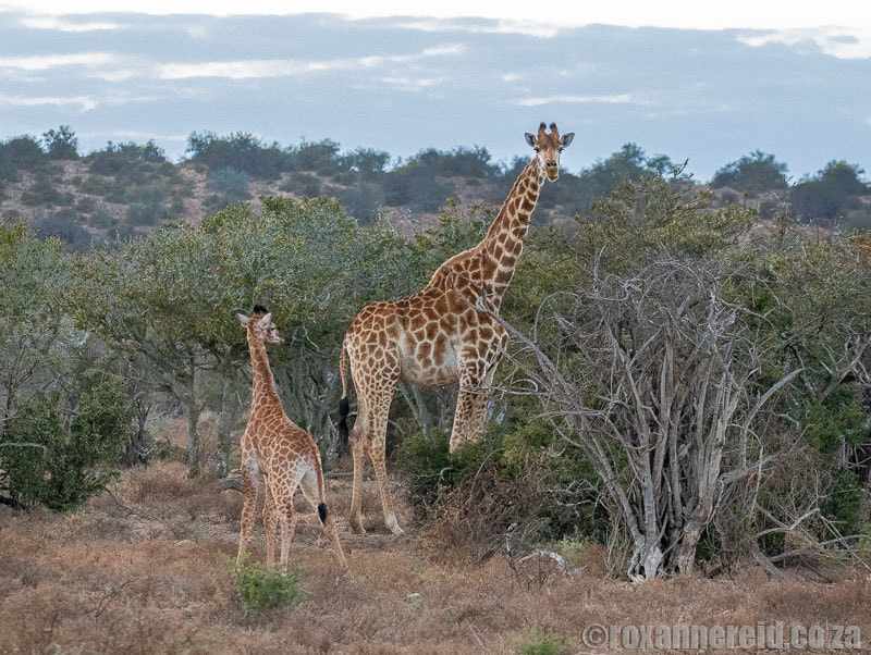 Giraffes at Samara Game Reserve on an Eastern Cape safari