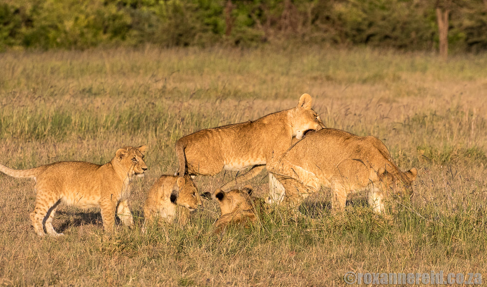 Lion cubs, Maasai Mara, wildlife in Kenya