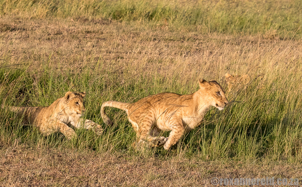 Lion cubs, Mara Expedition Camp, Maasai Mara, Kenya