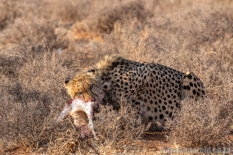 Cheetah with kill at Samara Private Game Reserve