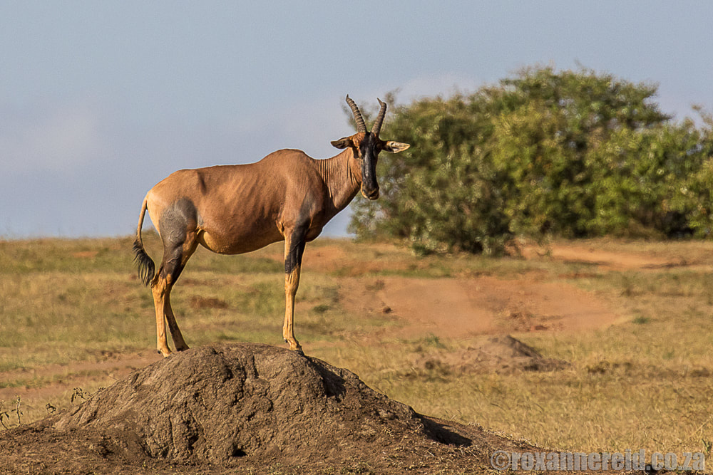 Topi, Maasai Mara, wildlife in Kenya