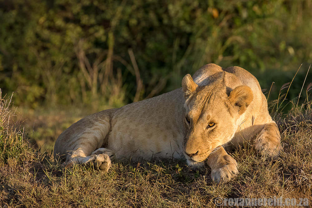 Lioness, Maasai Mara, wildlife in Kenya
