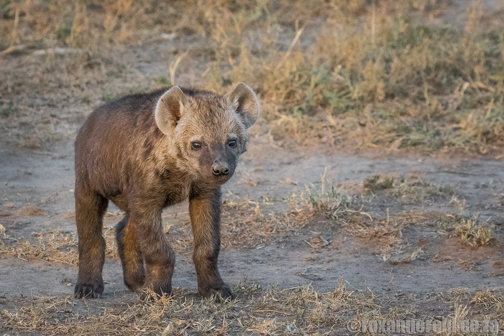 Spotted hyena cub, Maasai Mara, wildlife in Kenya