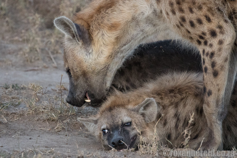 Spotted hyenas, Maasai Mara, wildlife in Kenya