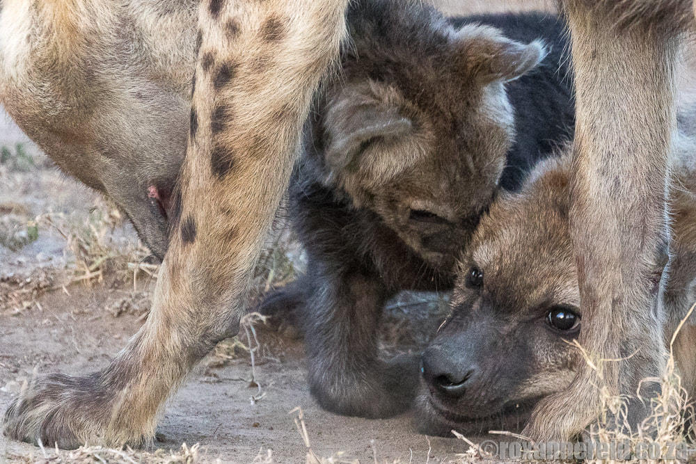 Spotted hyenas, Maasai Mara, wildlife in Kenya