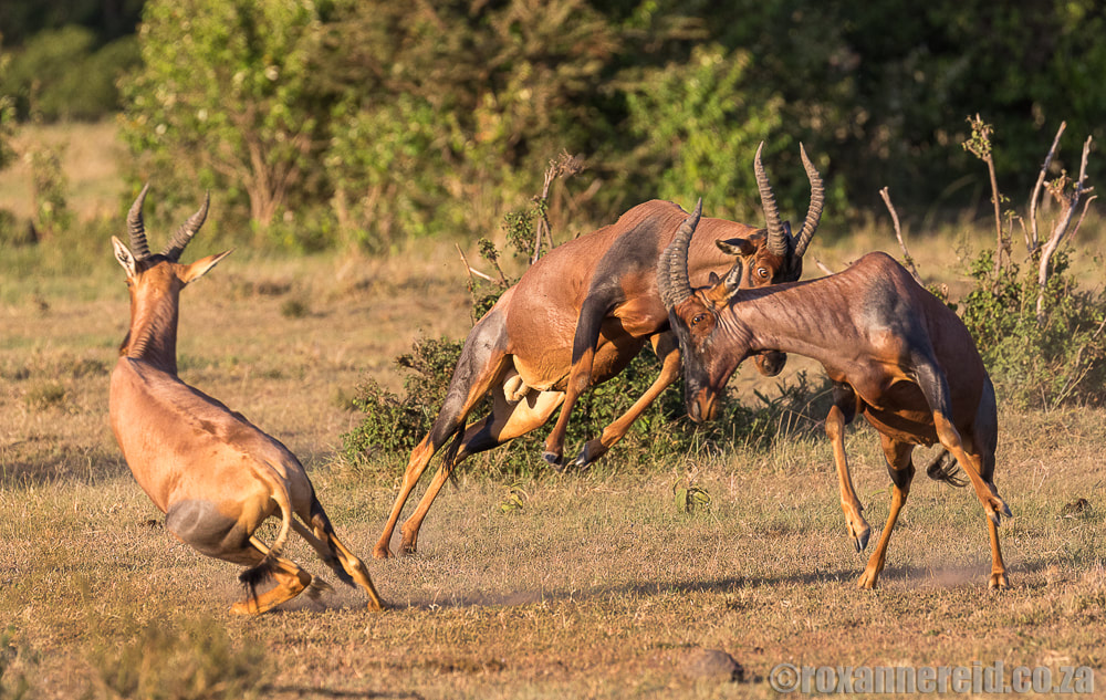 Topis sparring, Maasai Mara, wildlife in Kenya