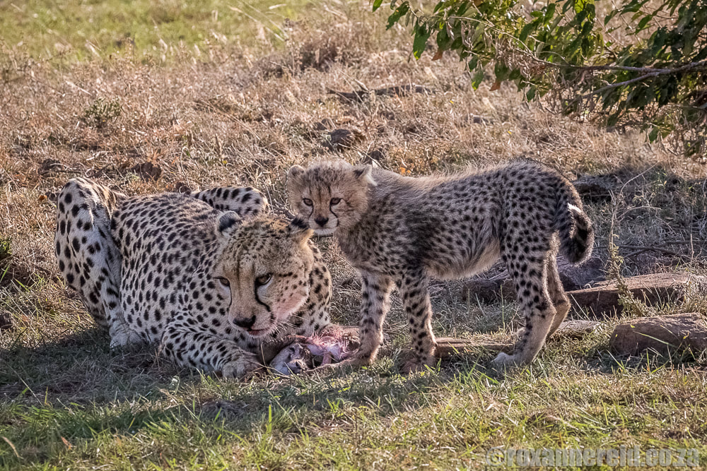 Cheetah, Maasai Mara, wildlife in Kenya