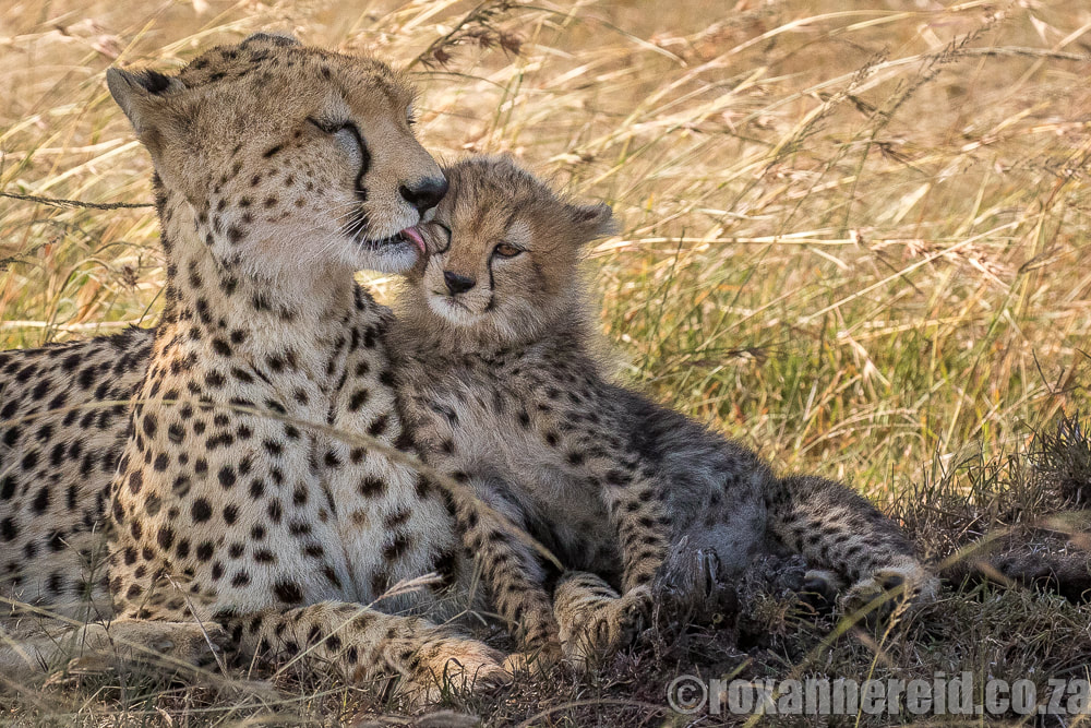 Cheetah and cub, Maasai Mara, Kenya