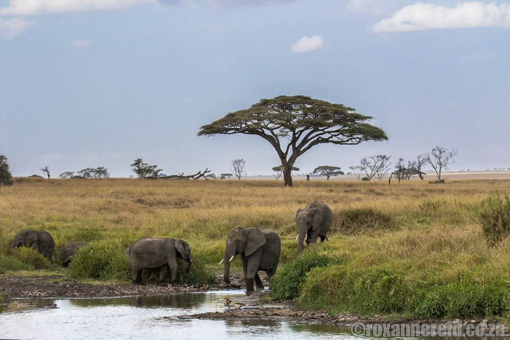 Serengeti safari - elephants