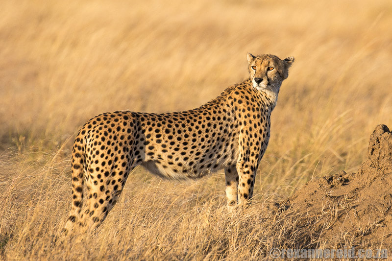 Things to do on safari on the Northern Circuit, Tanzania: cheetah