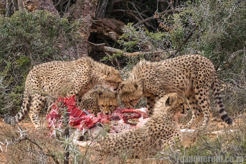 Cheetah cubs on kill, Samara Private Game Reserve, Graaff-Reinet, Eastern Cape Karoo