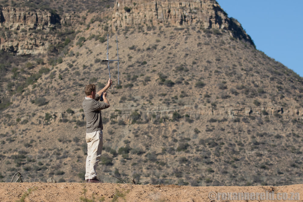 Tracking cheetah, Samara Private Game Reserve, Graaff-Reinet, Eastern Cape Karoo