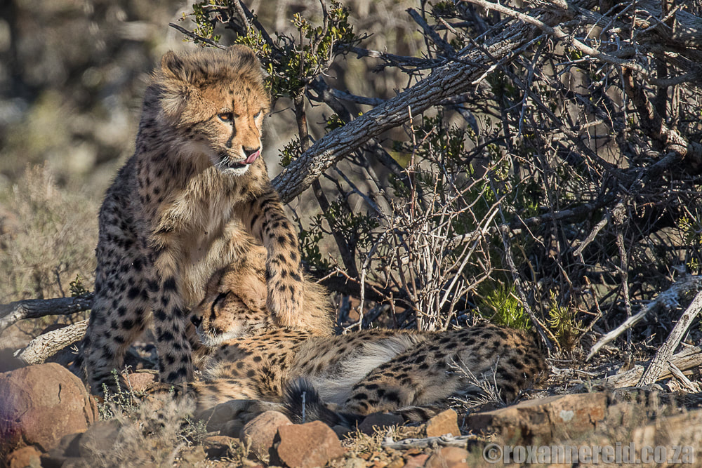 Cheetahs, Samara Private Game Reserve, Graaff-Reinet, Eastern Cape Karoo