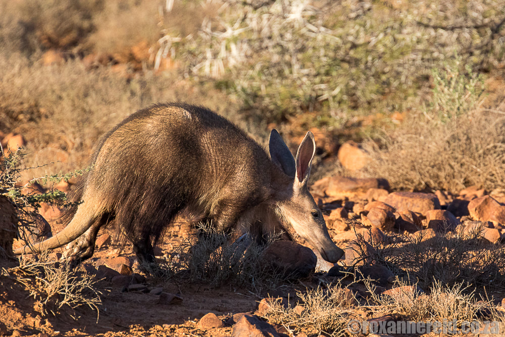 Aardvark, Samara Private Game Reserve, Graaff-Reinet, Eastern Cape Karoo