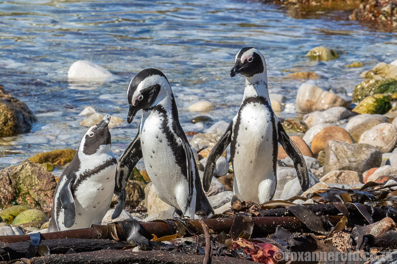 Things to do in Kleinmond: visit the Stony Point penguin colony
