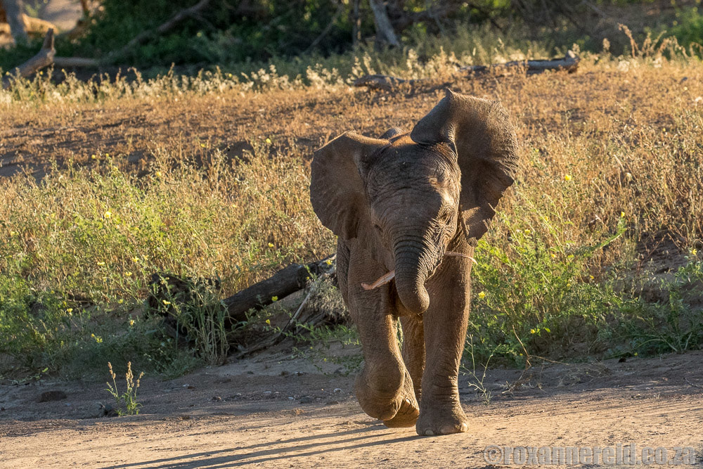 Where to see desert elephants in Namibia - Twyfelfontein, Kunene