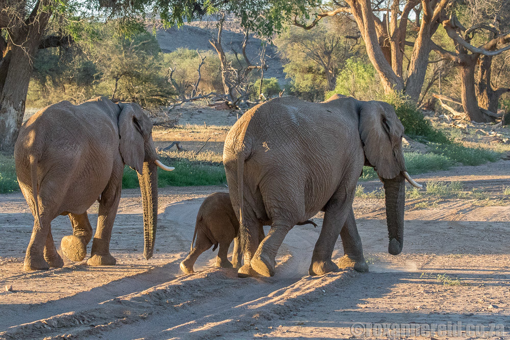 Desert-adapted elephants, Kunene, Namibia