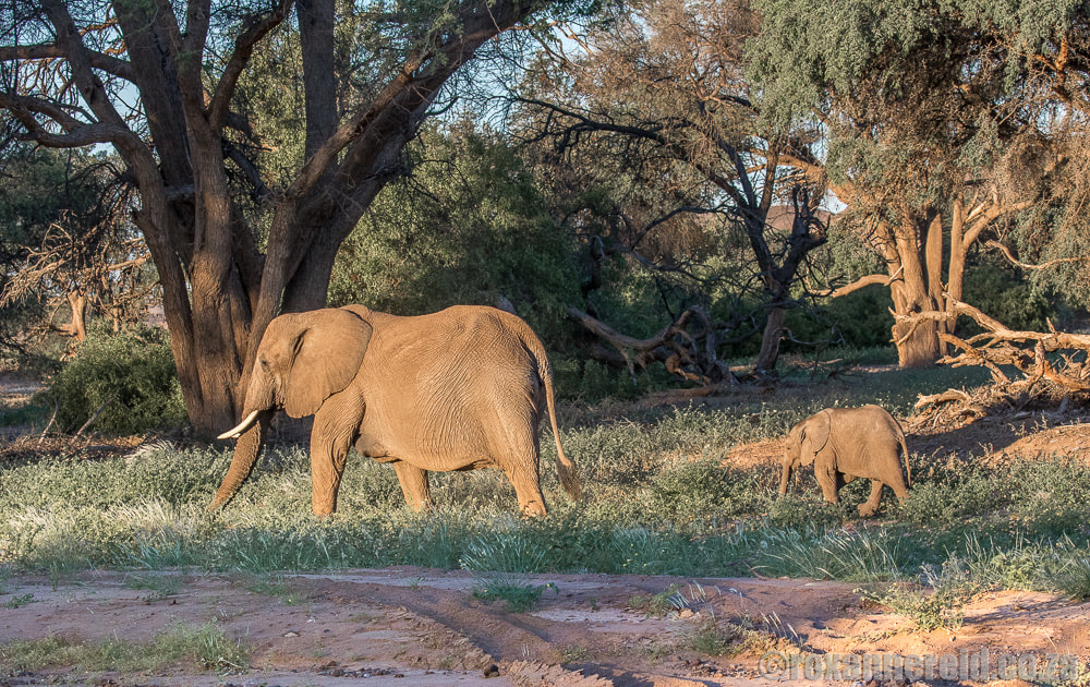 Desert elephant adaptations, Namibia