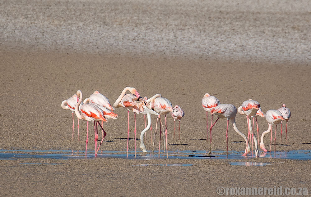 Bird-watching in Etosha: flamingos