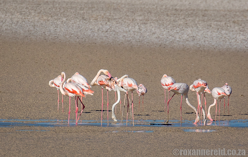 Flamingos at Walvis Bay, a RAMSAR wetland