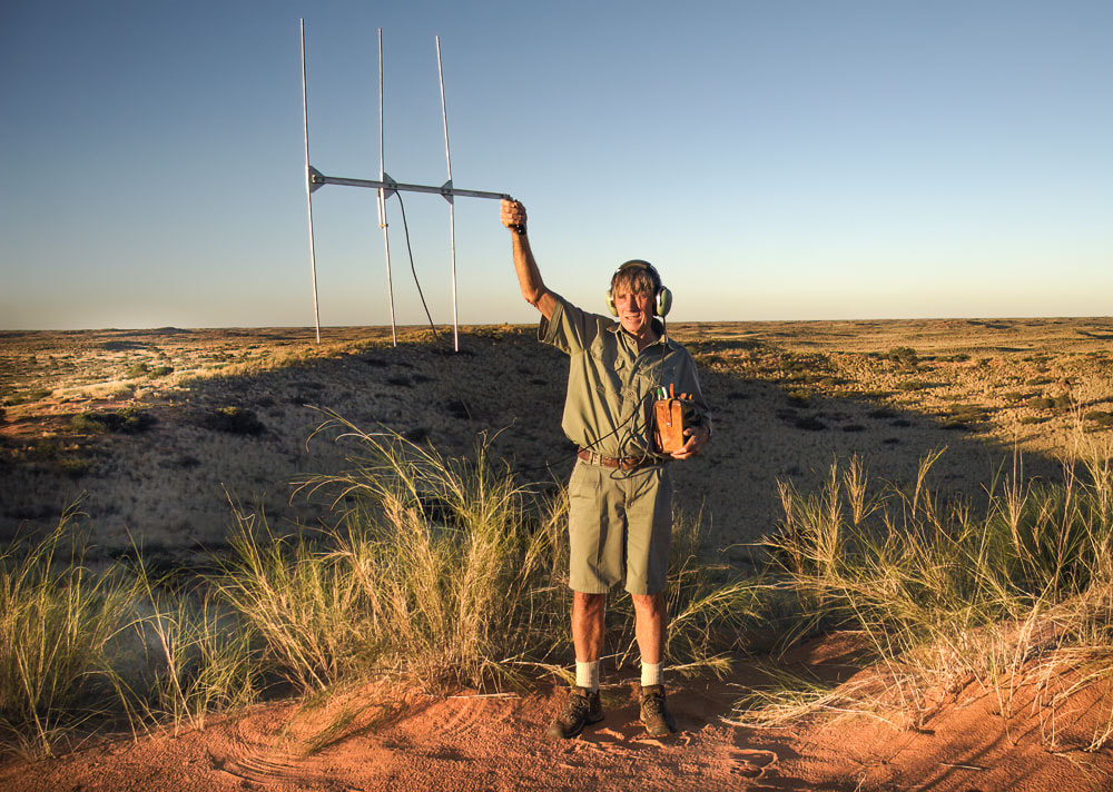 Gus Mills radio tracking Kalahari cheetahs in the Kgalagadi Transfrontier Park