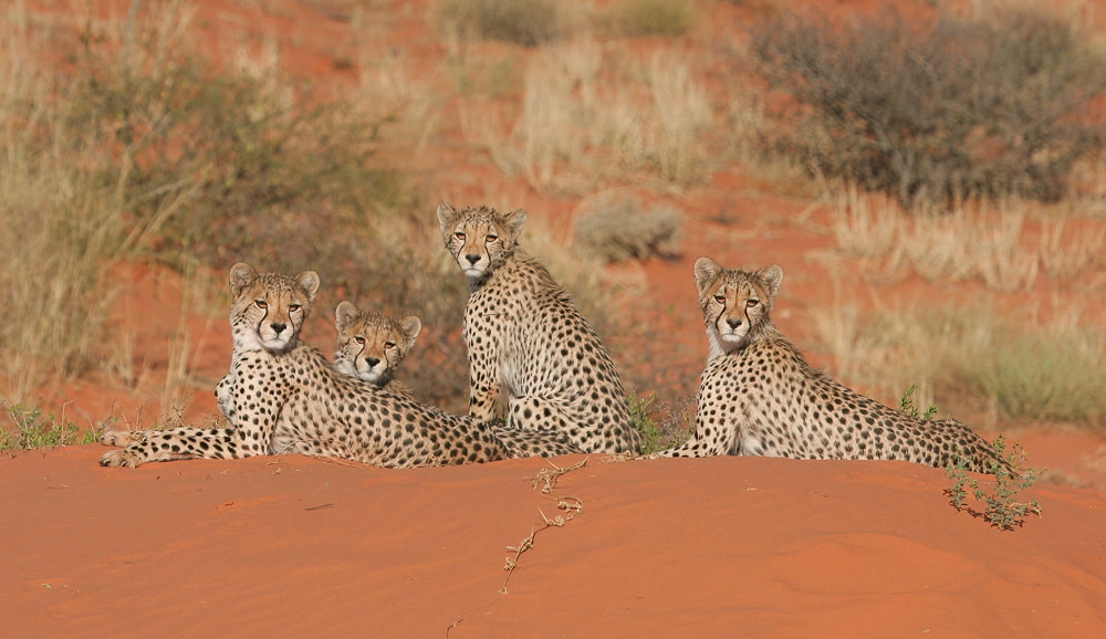 Young cheetahs on a Kalahari dune
