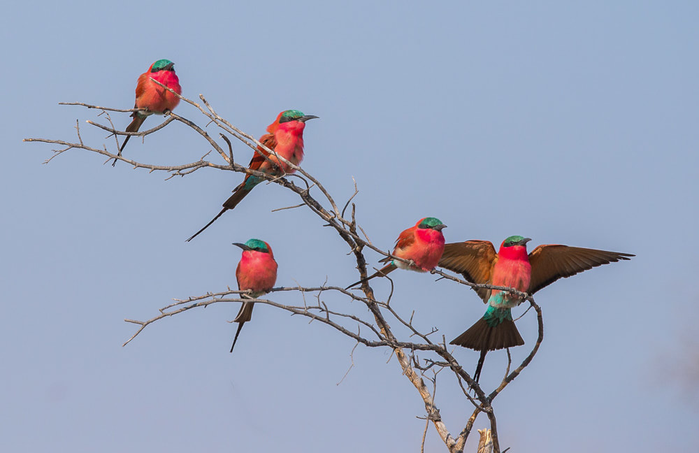 Birding in Namibia: carmine bee-eaters
