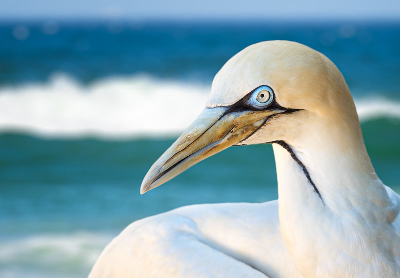 Cape gannet at Bird Island in the Marine Protected Area of Addo