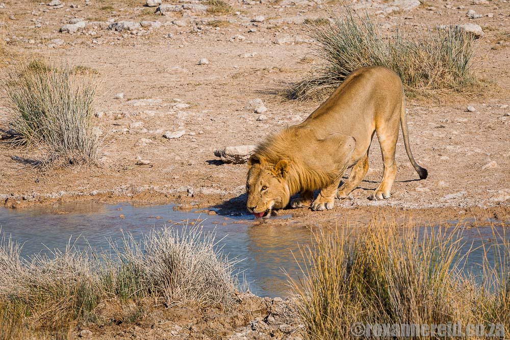 Lion in the dry season - the best time to visit Etosha