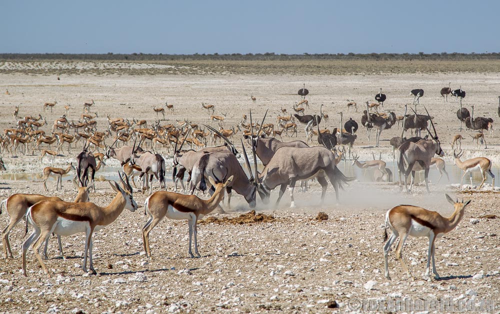 Safaris in Africa: Etosha National Park safari